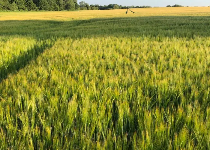 Birkemosegaard * Vedskolle